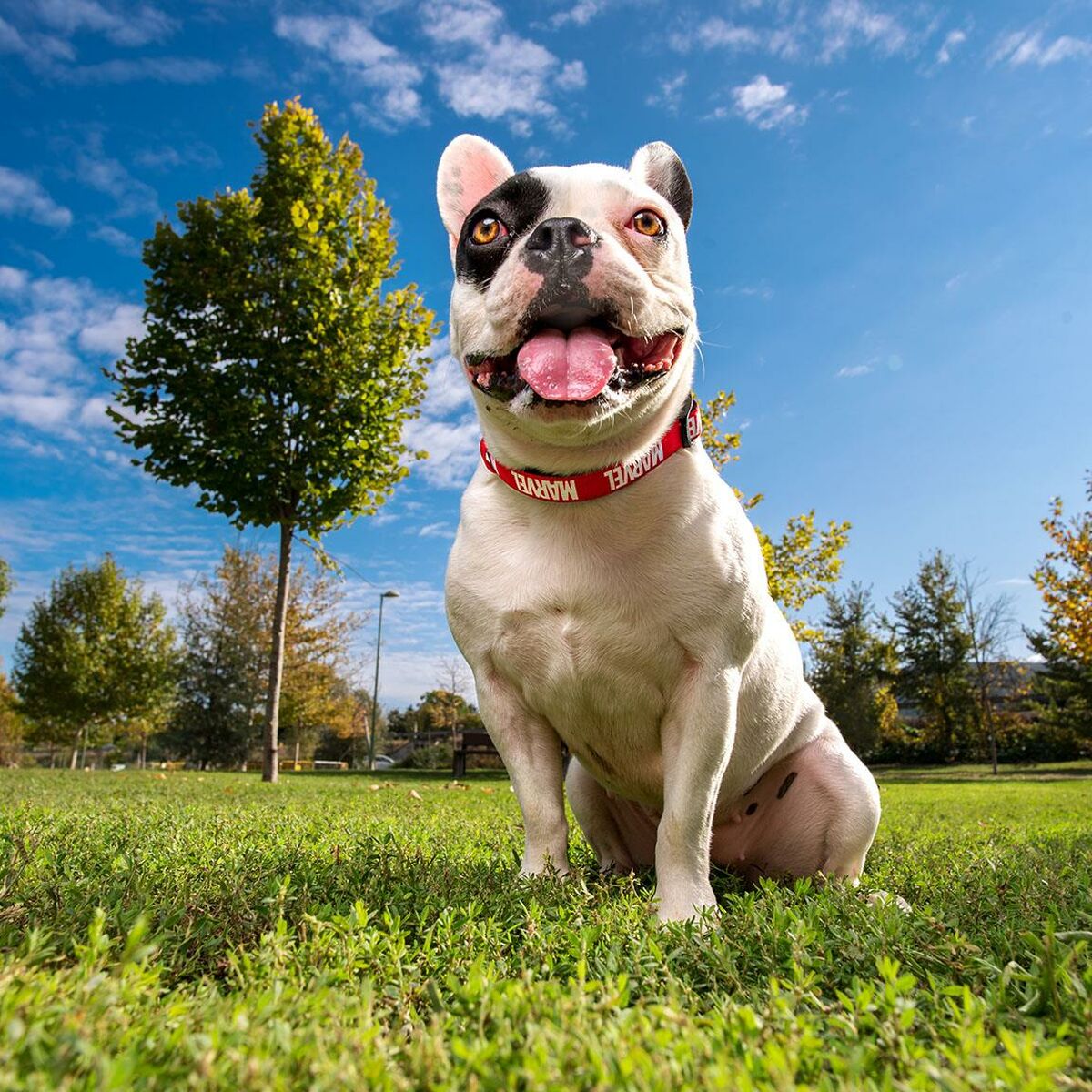 V2H9B26814F28113D23C5F85DCF37B3E328R4703589P9